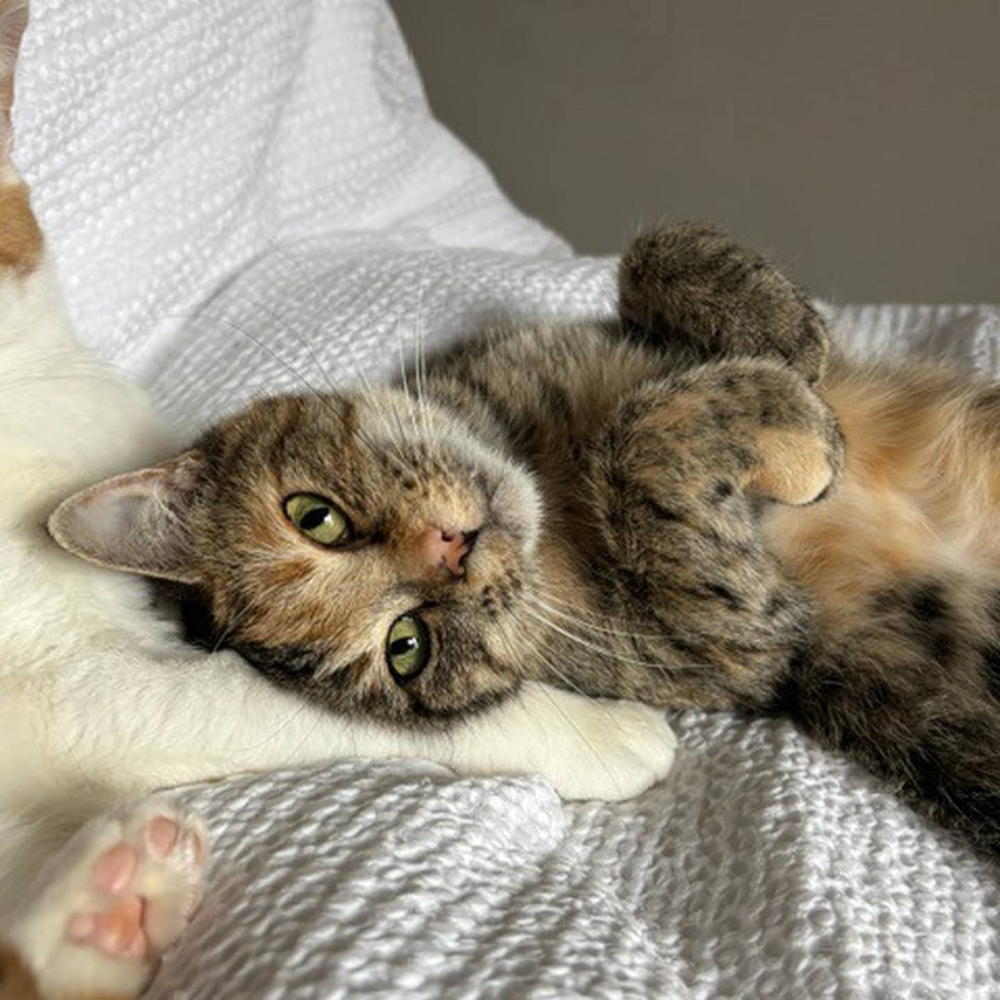 Persephone is sweet, social and loving. She lives for tummy scratches and is a loyal little shadow who follows people from room to room to be near them. She adores snuggle sessions. Persephone also does well with other cats and would do best in a home with another friendly kitty companion. To meet Persephone, visit thekittysquad.com/adoptables.