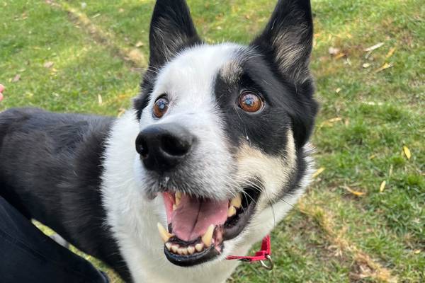 Sweet dog doesn’t let special needs slow him down