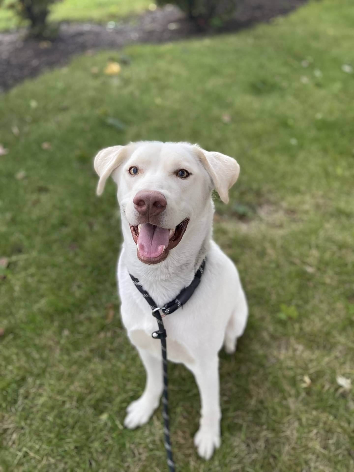 Avalanche is an 11-month-old husky mix that is energetic, friendly and playful. He is good with other dogs, but needs some training, so a home without small children would be best. He loves playing with toys and going for walks. To meet Avalanche, email Stacy at stacy@nawsus.org. Visit nawsus.org.