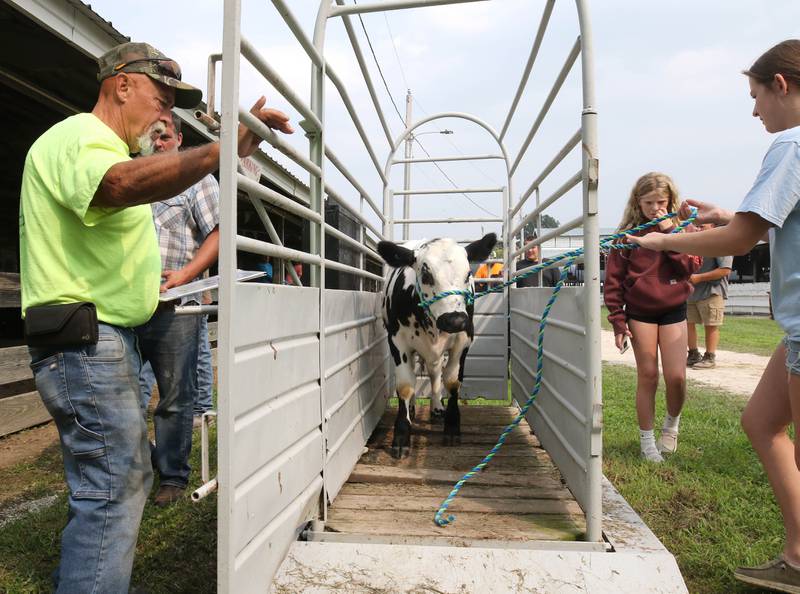 Rylee Brendle, (right) 12, from Kirkland, weighs her cow Friday, Aug. 1, 2025, during the DeKalb County 4-H Livestock Fair at the Sandwich Fairgrounds.