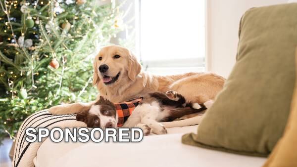 Safety Tips for Dogs this Holiday Season