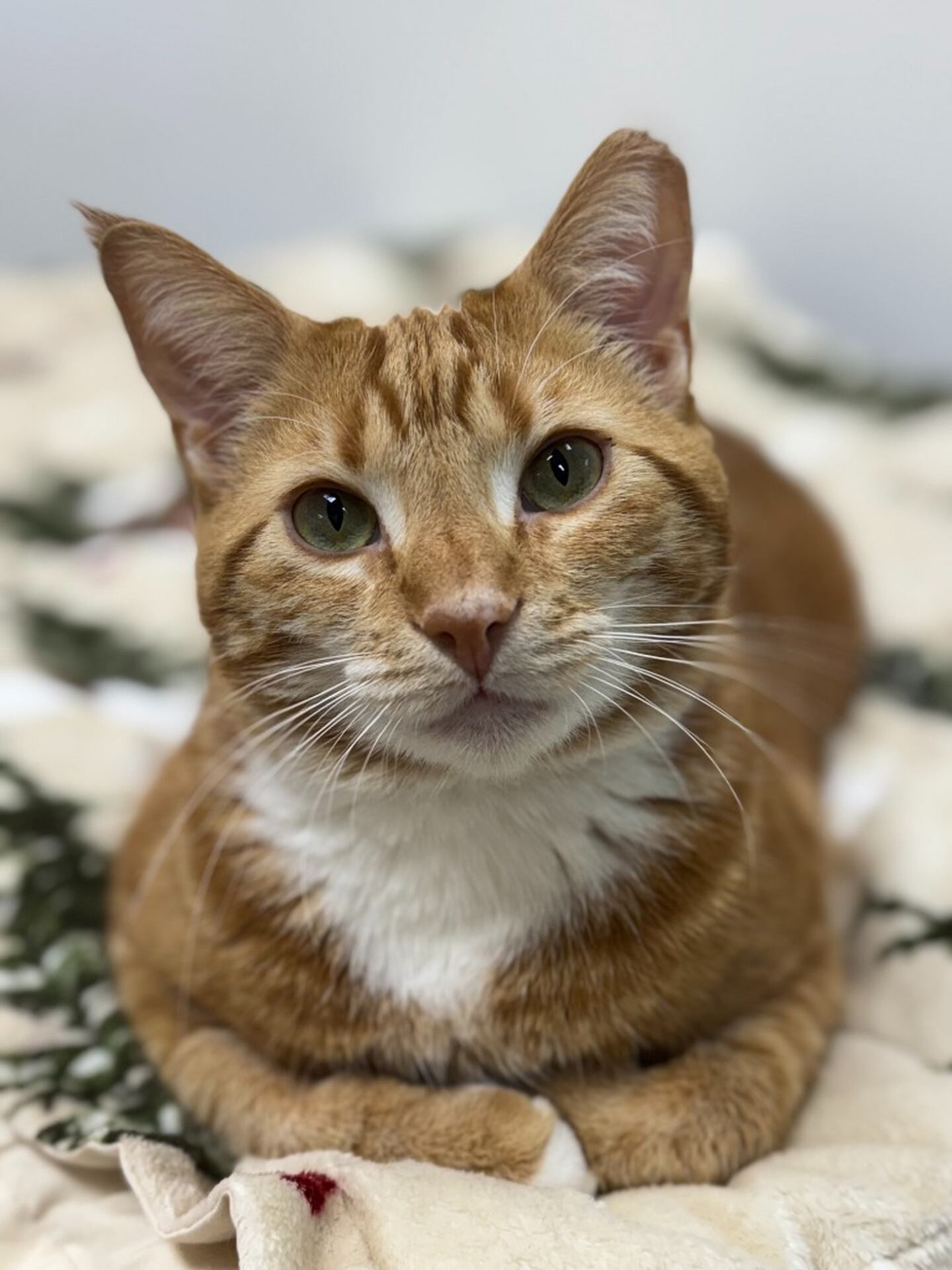 Three-year-old Claus is nervous with new people but enjoys pets once he develops trust. He loves to play with cats and toys. Claus will need a patient adopter to help him adjust to a new home. He had whole mouth extractions during his dental procedure due to the poor condition of his mouth, but he is eating wet and dry food easily. Email the Will County Humane Society at willcountyhumane.com and follow the instructions for the adoption process.