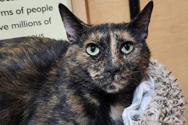 Sweet, easygoing cat seeks home of her own
