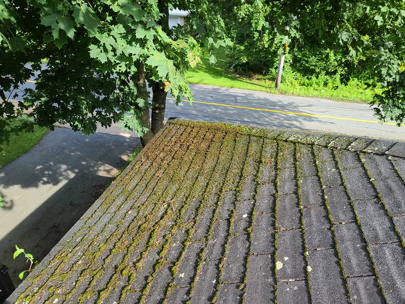 Northern Illinois Seamless Roofing - Common Places to Find Mold or Mildew on Your Roof