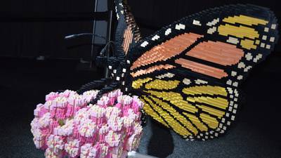 Act now to save the beloved – and endangered - monarch butterfly