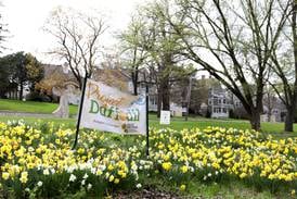Project Daffodil returns to St. Charles Oct. 18