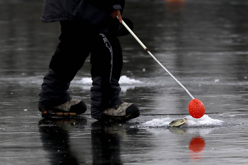 A fisherman tries to flip a fish backing the water while ice fishing on Wednesday, Jan. 8, 2025, on the westside of Crystal Lake near the Lakewood Village Hall.