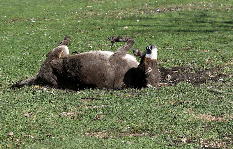 A donkey rolls iin the mud during a stop on the McHenry County Farm Stroll on Sunday, Sept. 29, 2024, at Hephzibah Farms in Hebron. The farm stroll, a self-guided tour of McHenry County’s family farms, featured farm tours, demonstrations and products for sale at eleven farms.
