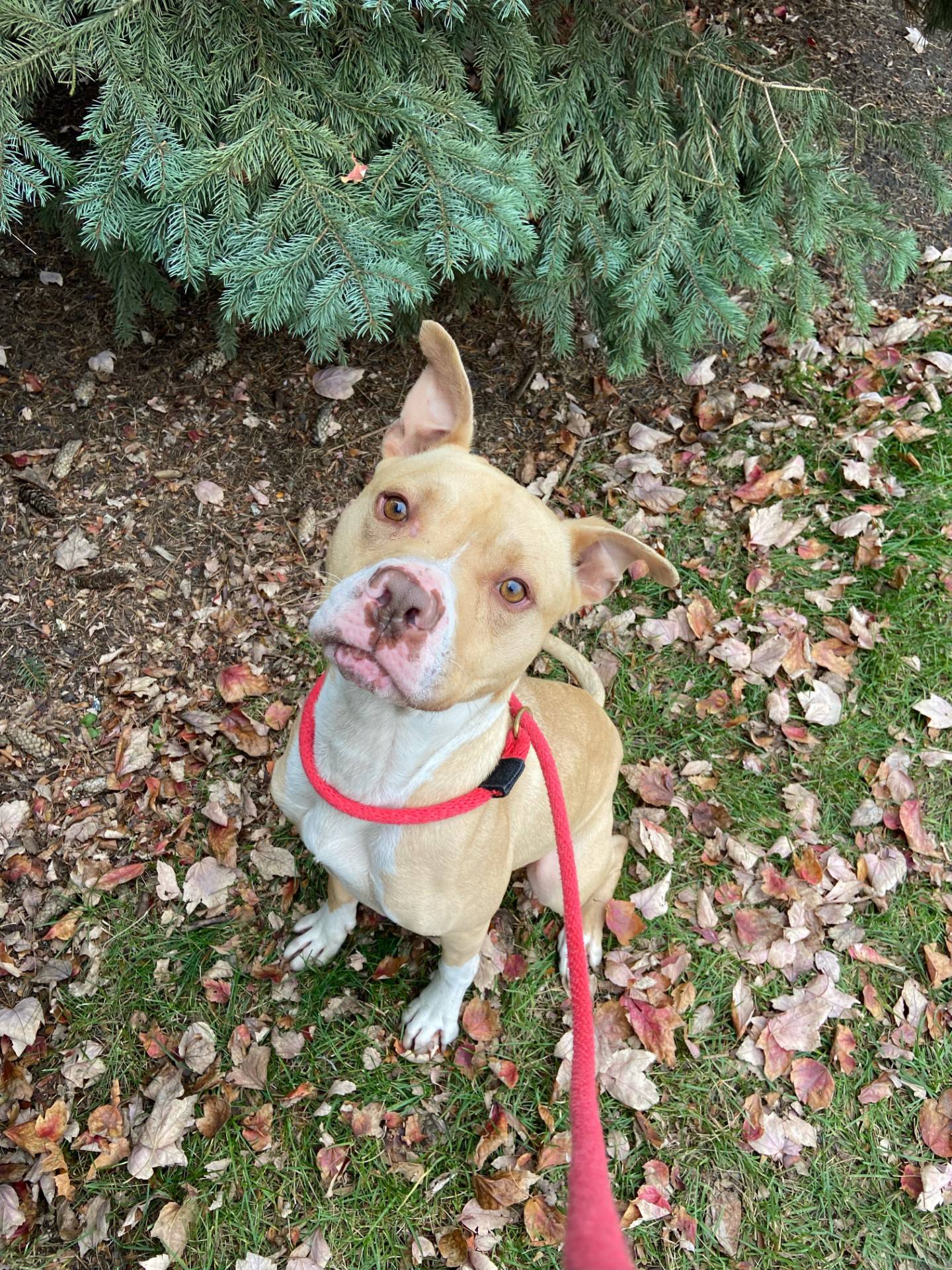 Astro is a 6-month-old terrier mix that was found as a young stray with another dog. He loves the company of other dogs and likes children and cats, too. He is energetic, athletic and playful, but is well-behaved for a puppy.  He loves affection. Astro needs a place to run and play. To meet Astro, email Dogadoption@nawsus.org. Visit nawsus.org.