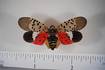 Invasive spotted lanternfly found in Illinois: Here’s what you need to know