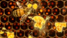 New Huntley beekeeping regulations, lower costs for hobbyists could be coming