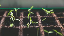 Down the Garden Path: Guest columnist series--Prepare for spring and scratch that gardening itch