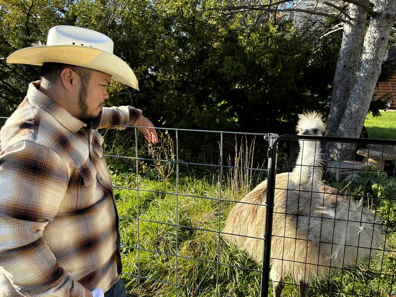 Marvin Maaba with one of their two male emus on Thursday, Oct. 30, 2025, at their McHenry home. The Maabas are putting their home on the market as the city will not allow them to keep the emus the bought the property to house in 2020.