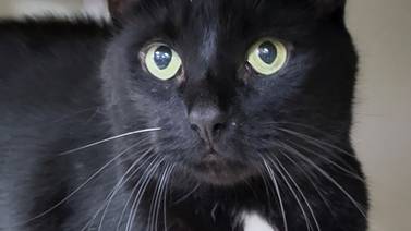 Laidback cat ready to curl up with forever family