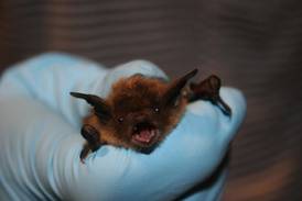 Rabid bat found in Will County