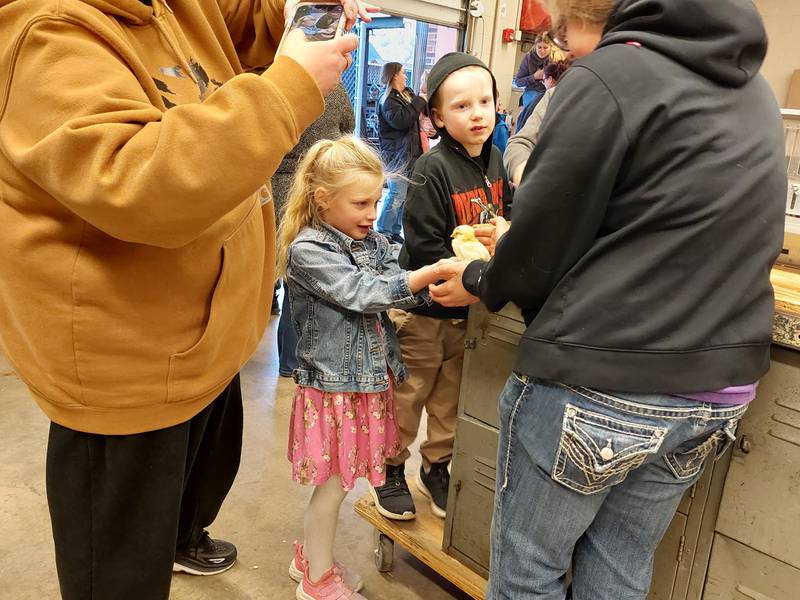 Piper Treest pets a baby chick Tuesday, March 26, 2023, at the Streator High School FFA's annual animal fair at the high school.