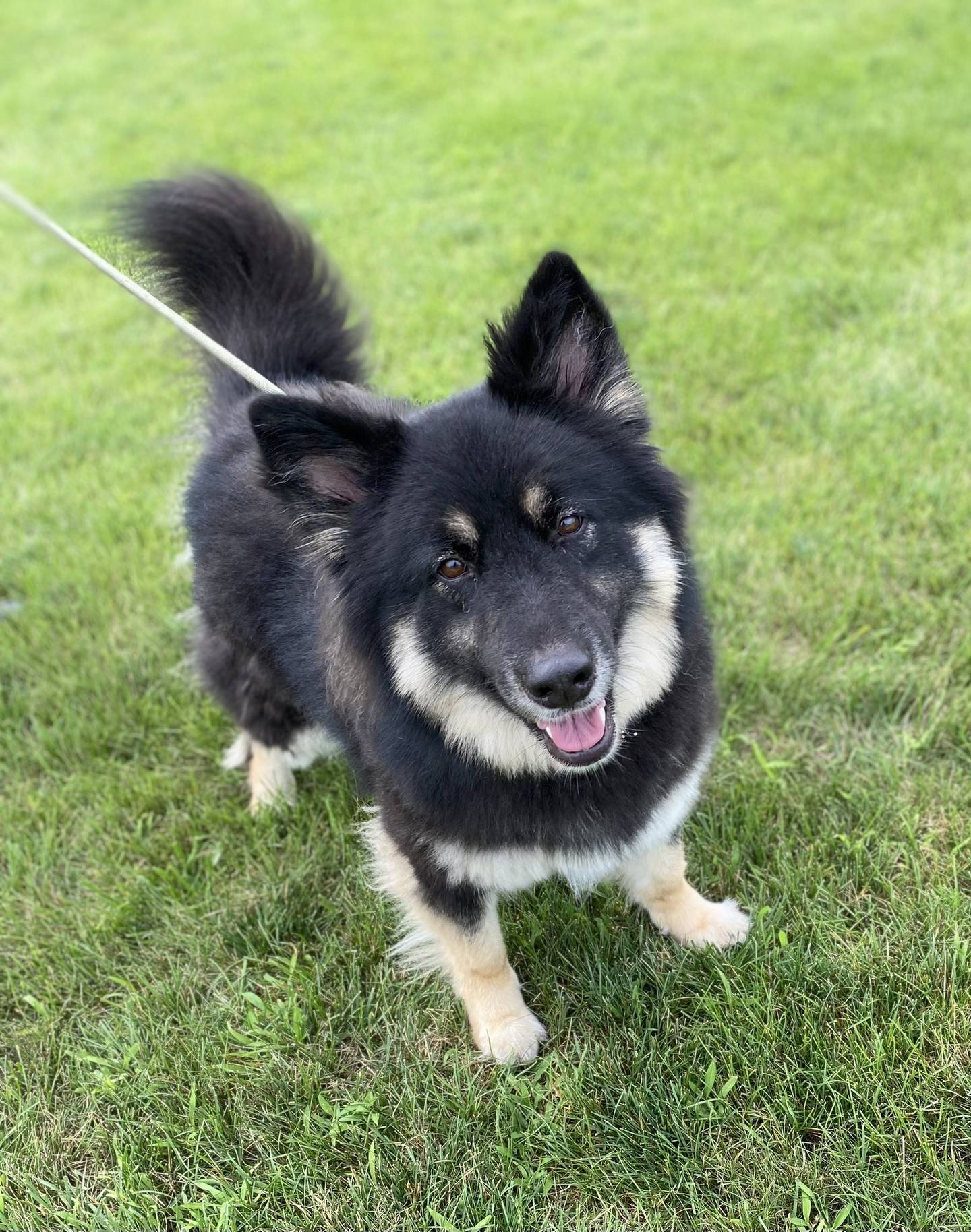 Kimora is a 2-year-old medium-sized dog, She is active, outgoing and friendly. She is good with children and most dogs. She like to go on walks, lounge on a soft bed and be with people. To meet Kimora, email Dogadoption@nawsus.org. Visit nawsus.org.