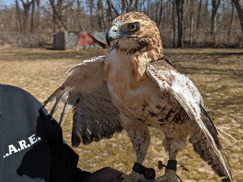 Sporting bare shafts where feathers once grew, Icarus the red-tailed hawk is in the process of recovering from a near-fatal encounter with a landfill flare. He is under the care of KARE, Kane Area Rehabilitation and Education for Wildlife in St. Charles.