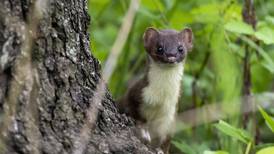 Weasel photo taken at Rock Run Preserve ‘chewed up the competition’ in contest