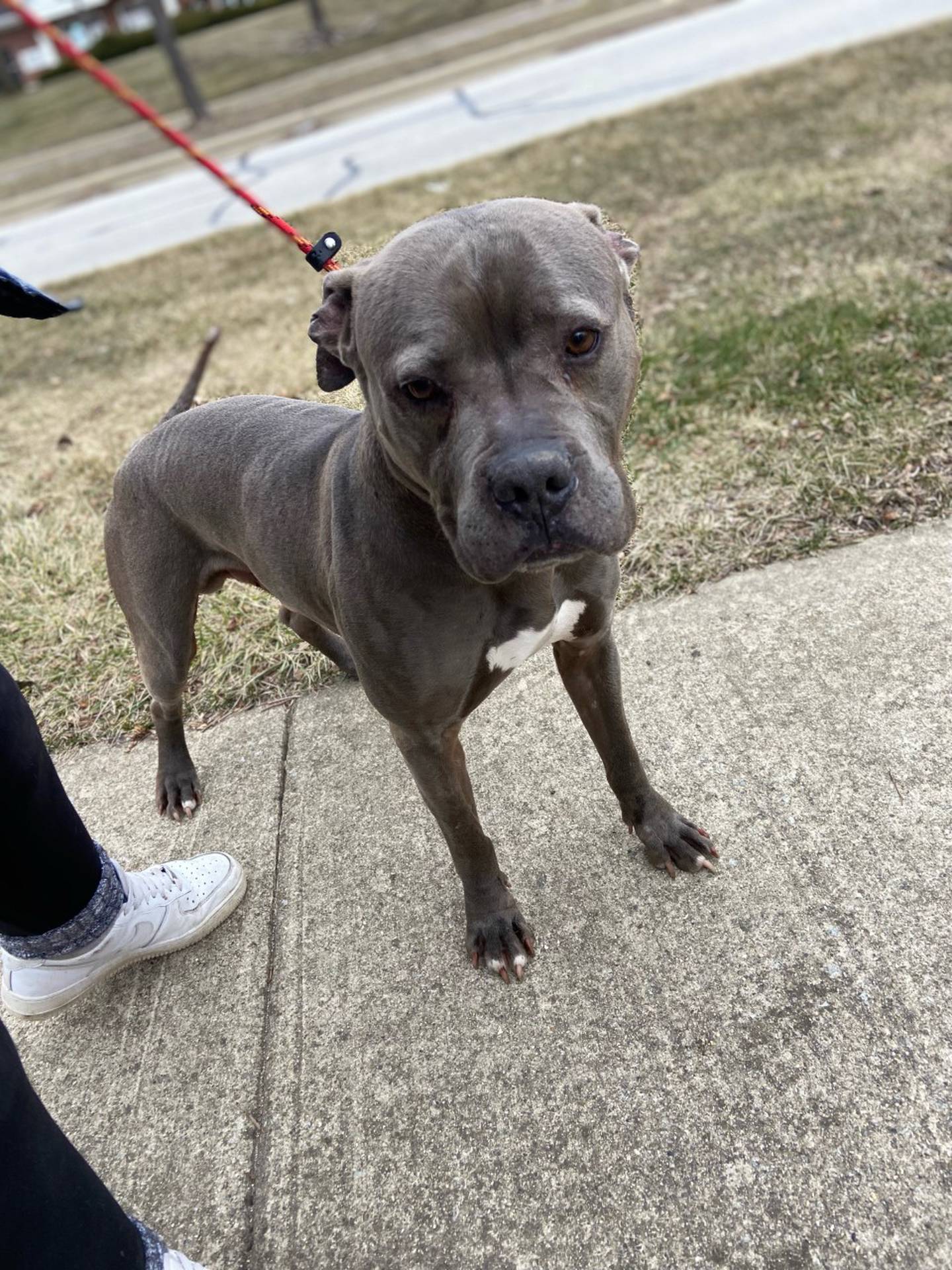Fitz is a 6-year-old terrier. He had a rough start in life, appreciates love and attention, and needs a loving home. Fitz is friendly and outgoing. He loves walks and is good with other dogs. He likes children, but he is strong, so he would be best with older ones. To meet Fitz, email Dogadoption@nawsus.org. Visit nawsus.org.