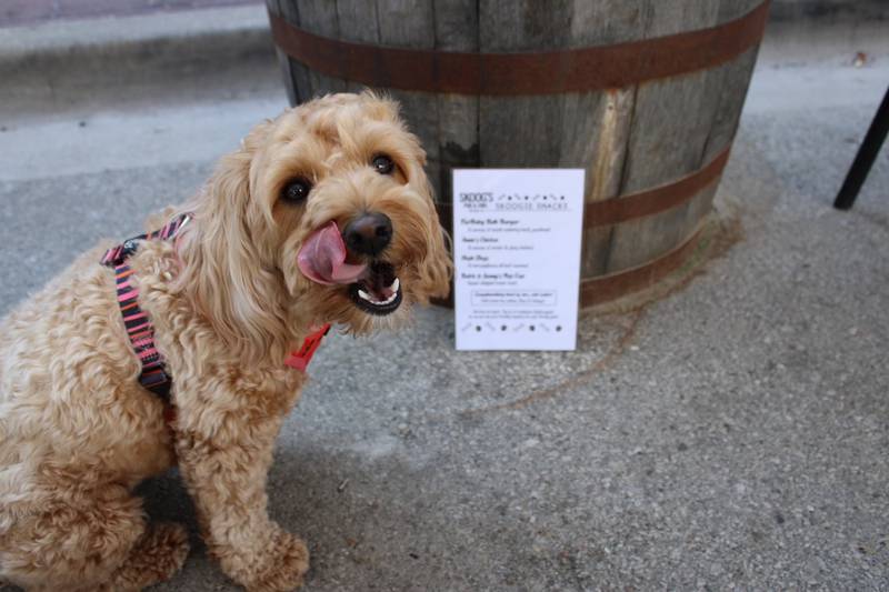 Skoog’s Pub and Grill in Utica has created a specialized menu for dogs. “Skoogie Snacks” menu includes an all-beef patty, a grilled chicken breast cut into strips, mini all-beef wieners, and a sweet treat.