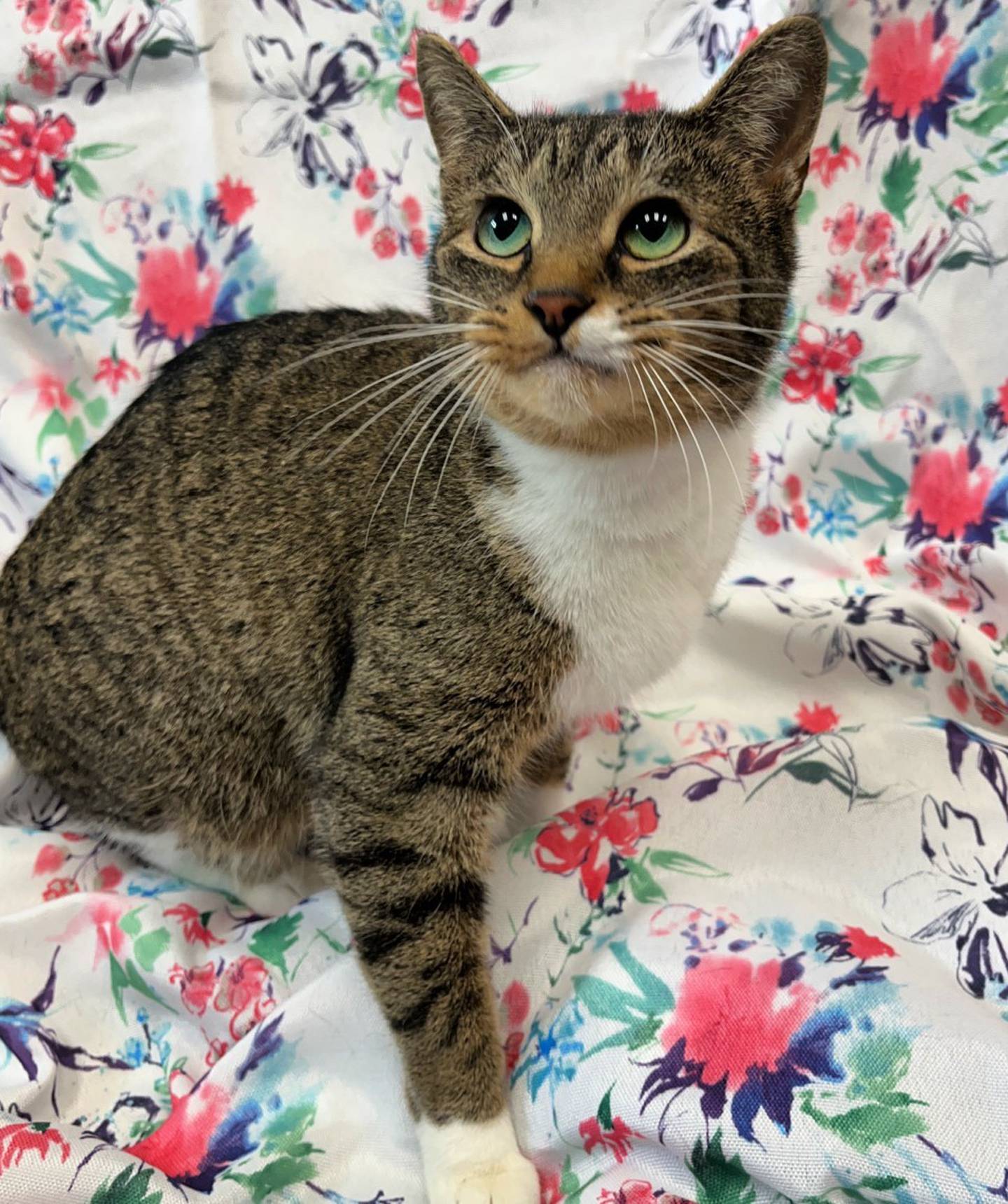 Two-year-old Momo is very friendly and loves attention. Momo has done well with cats, so she’d be fine with a feline friend or two if properly introduced. She likes to explore her surroundings and she especially loves wet food. To meet Momo, call Joliet Township Animal Control at 815-725-0333.