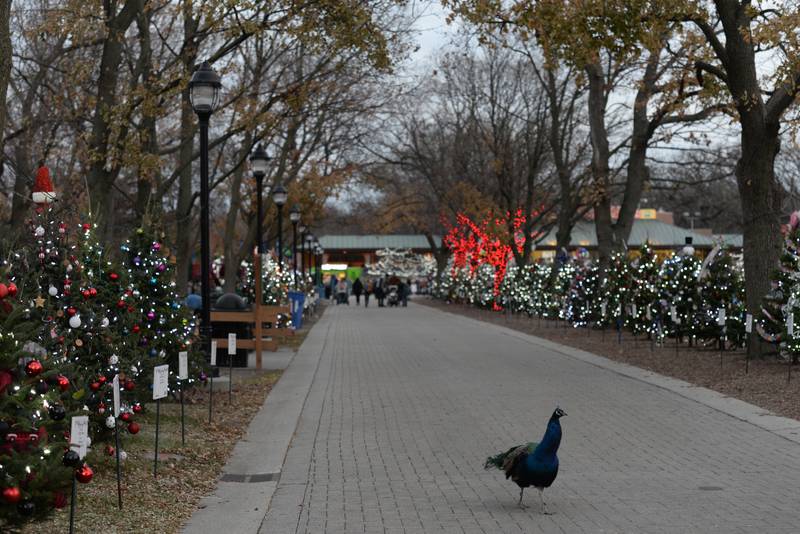 Holiday trees and lights surround Brookfield Zoo during their Holiday event held Saturday Nov 26, 2022.