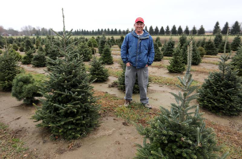 John Minalt, of Conifera Tree Farm, at his farm on Tuesday, Nov. 25, 2025, near Harvard.
