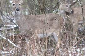 First weekend firearm deer hunting total announced