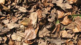 Beginning Monday, Geneva offers 2 weeks of free yard waste collection