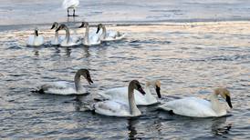 Photos: Trumpeters swans make a return to McHenry County