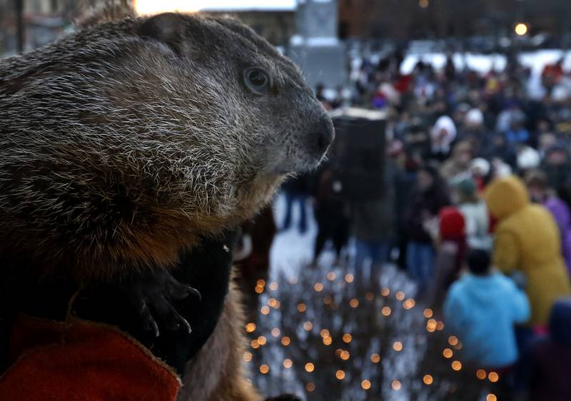 Woodstock Willie looks out over the crowd after making his prognostication of six more weeks of winter Thursday, Feb, 2, 2023, during the annual Groundhog Day Prognostication on the Woodstock Square.