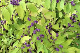 Down the Garden Path: Native shrubs for winter interest