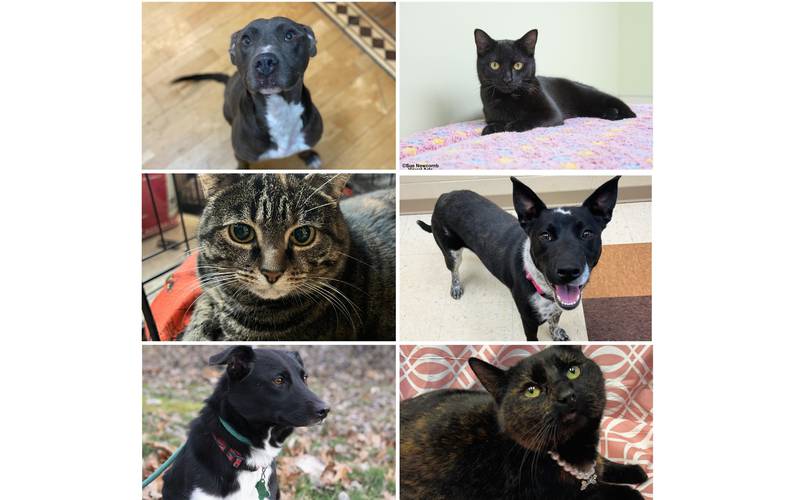 The Herald-News presents this week’s Pets of the Week. Read the description of each pet to find out about it, including where it can be adopted in Will County.