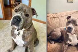 Oakley’s now a rescue dog twice over thanks to first responders’ quick action during house fire 