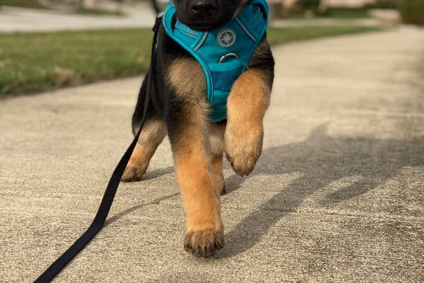 It’s all puppy love for these rescue animals