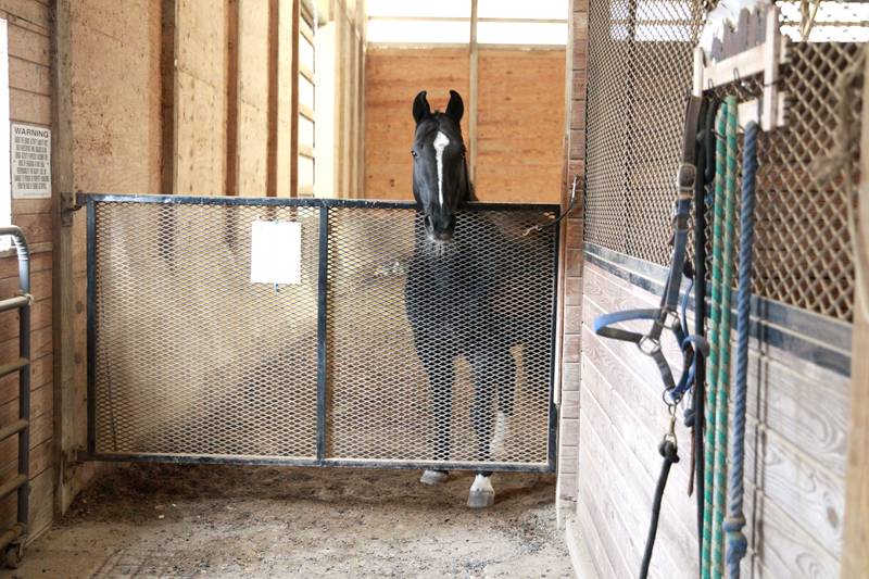Prince waits for his training session to begin at Casey’s Safe Haven in Maple Park.