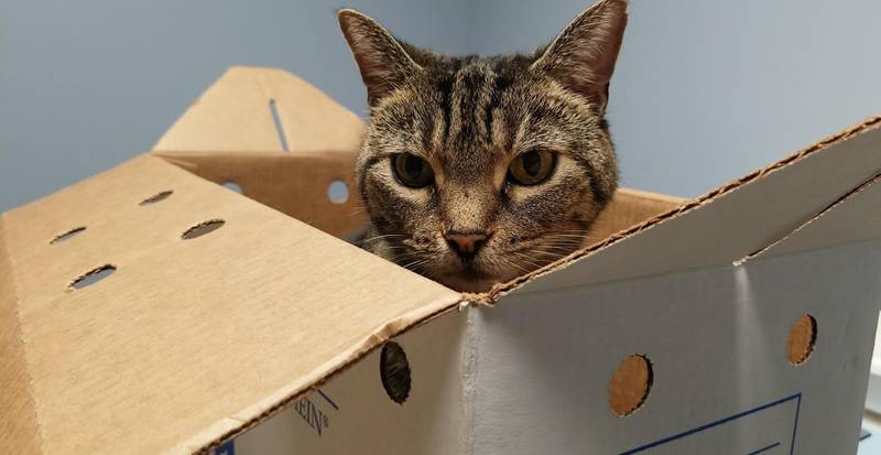 In 2005, a tabby kitten with a red collar and a jingle bell was often seen roaming near the I&M Canal towpath in Channahon. Her name was Frances and she had an adventurous streak.