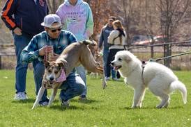 Pack up your pooch and explore these pet-friendly spaces
