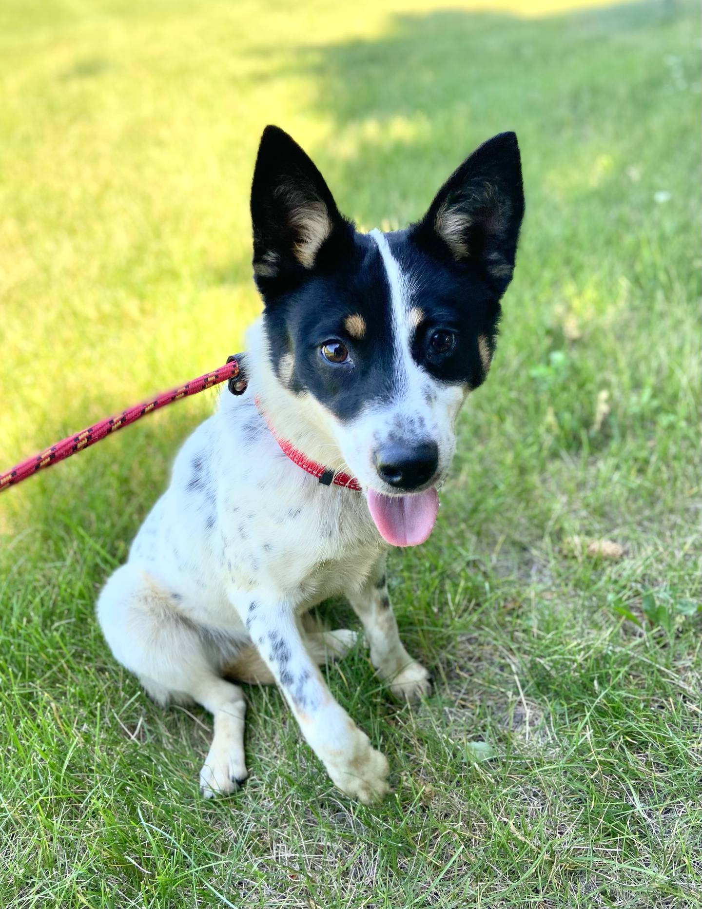 Lillian is a 1-year-old, 20-pound cattle dog mix. She is outgoing, active and friendly. She loves other dogs and people. Lillian needs a dedicated person to guide her through obedience training. She is very smart and learns fast. To meet Lillian, email Victoria at victoria@nawsus.org to meet her. Visit nawsus.org.