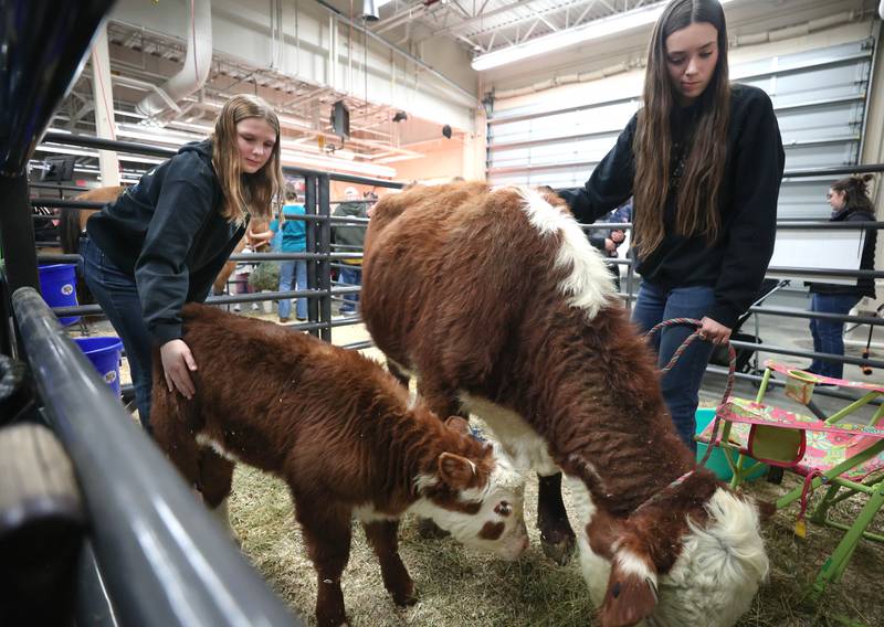 Future Farmers of America students work with a mother and calf hereford cattle Wednesday, Feb. 25, 2026, during the DeKalb High School FFA Barnyard Zoo. The event was open to the public and offered the chance to learn about farming and see farm animals up close.