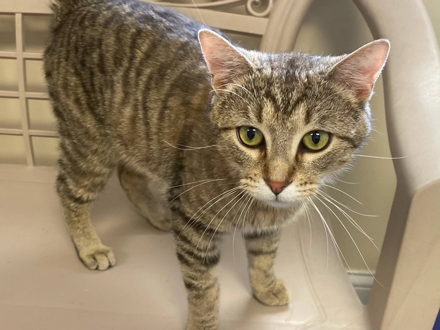 Wiley is a young domestic shorthair tabby. He is very outgoing, and he gets along with other cats. To meet Wiley, visit justanimals.org or call 815-448-2510.