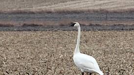 Photos: Trumpeter swans visit Illinois Valley