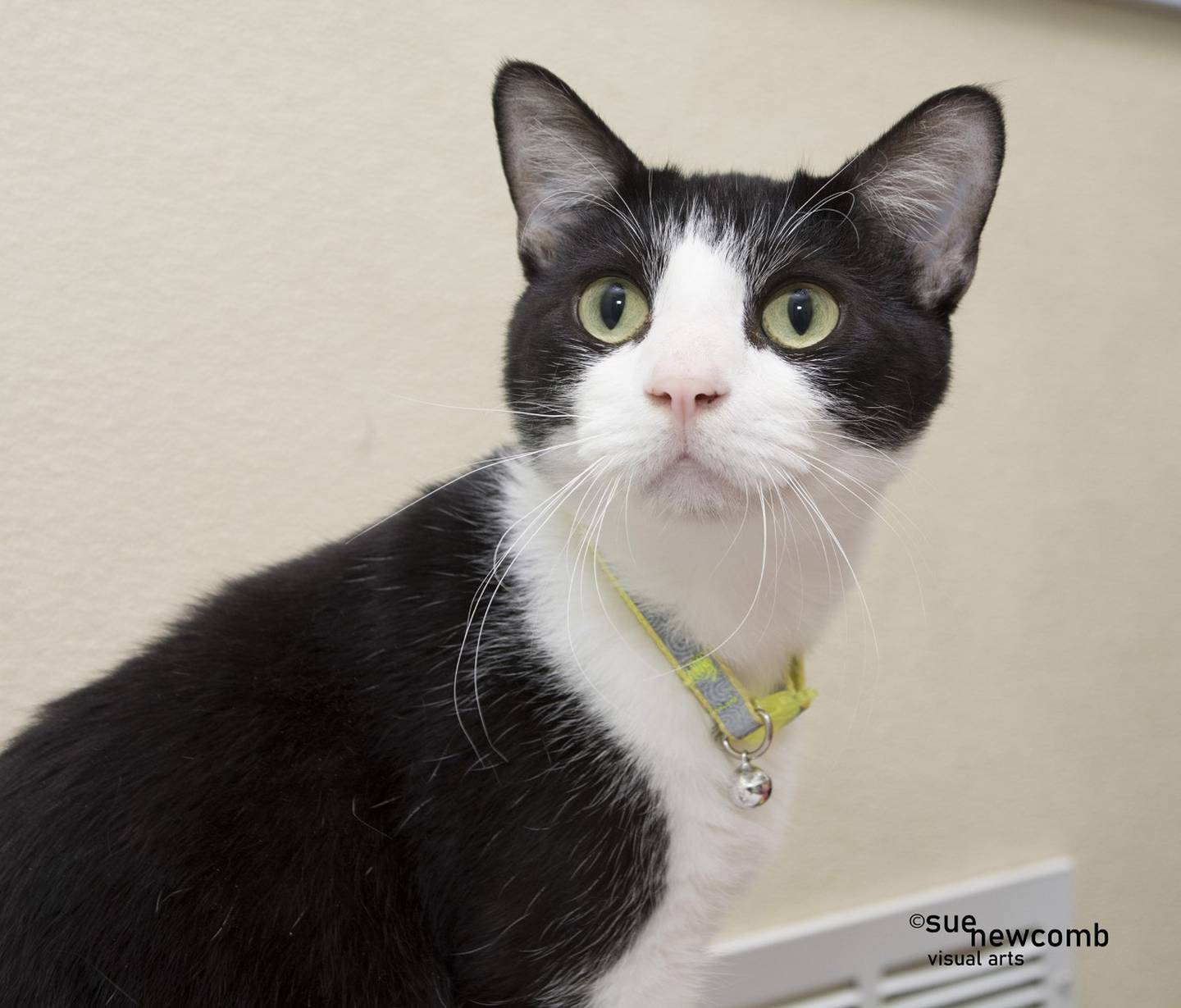 Cricket is a young domestic shorthair who was found abandoned in an apartment. He is affectionate and playful and may do well in a home with other cats. Contact the Will County Humane Society at willcountyhumane.com and follow the instructions for the adoption process.