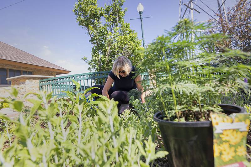 Laurie McBride gets down and dirty planting new flowers Wednesday, May 8, 2024 at the Dixon riverfront.