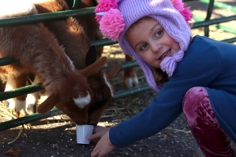 Hazel Pietrucha, 5, of Cary feeds animals at a petting zoo as part of Merry Cary events Sunday, Dec. 8, 2024 in Cary.