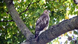Lecture explores 'Illinois Nature Past and Present'