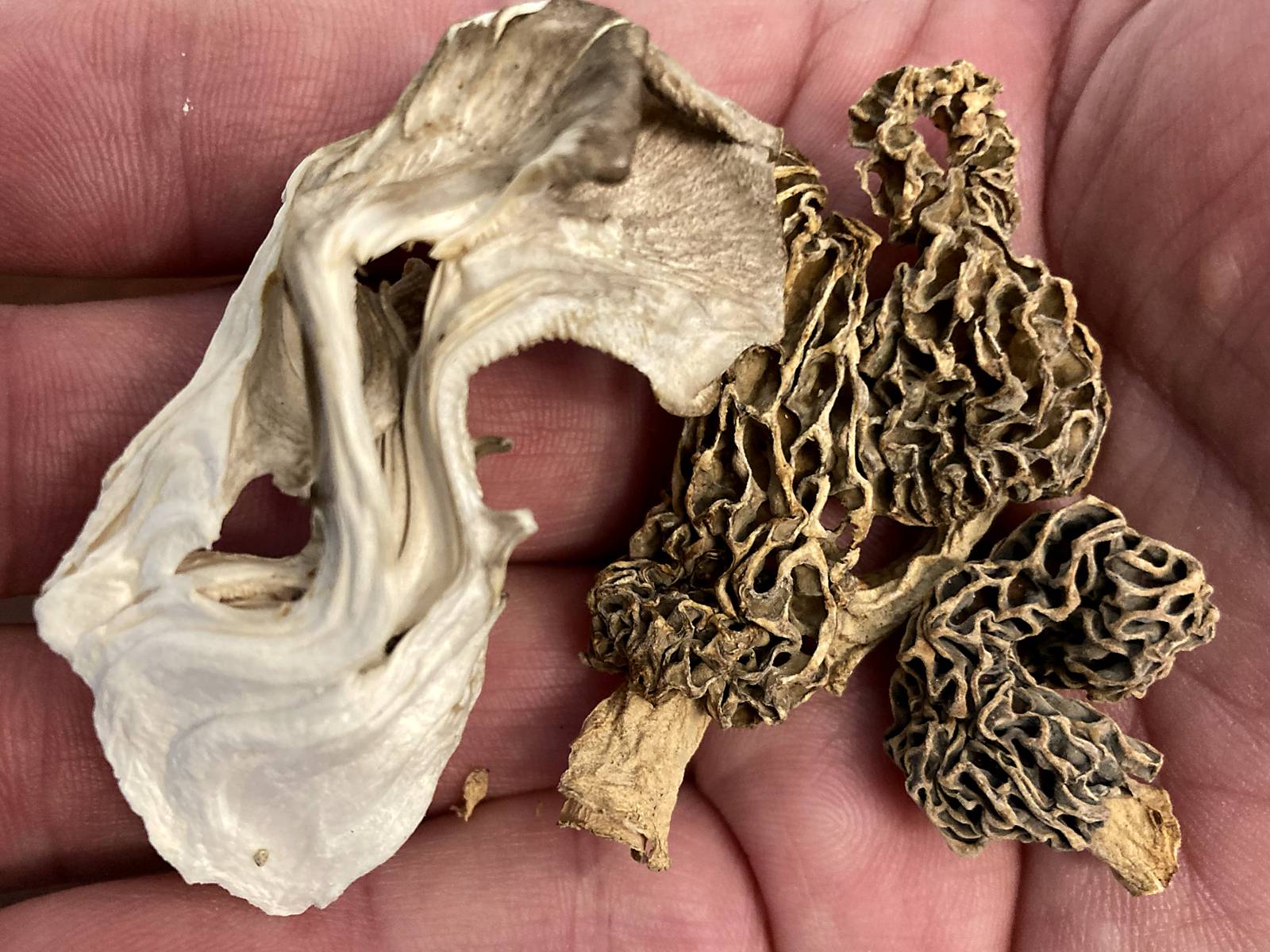 Ottawa Visitors Center revives Midwest Morel Fest Shaw Local