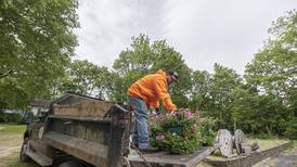 In the pink: Petunias adorn downtown Dixon