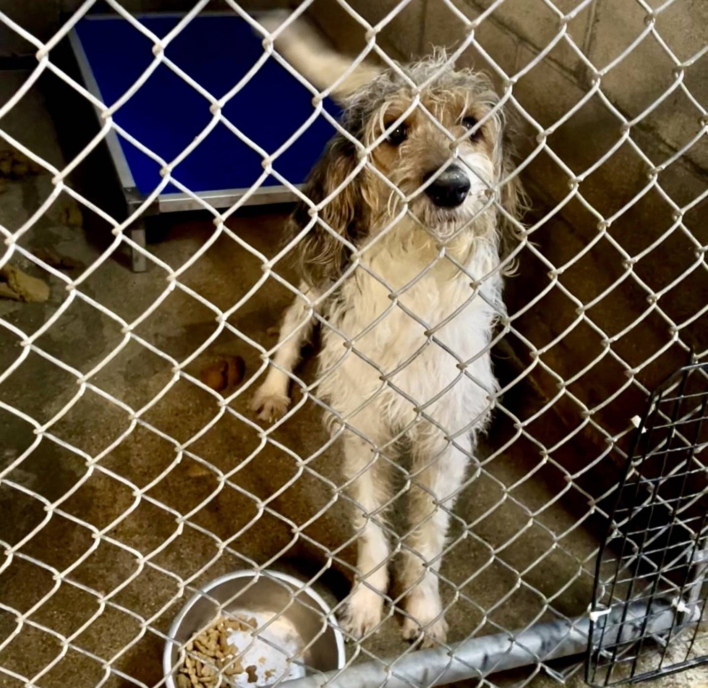 One of 49 pets Tiny N Tall Rescue, Inc., of St. Charles, transferred to Illinois foster homes since May 2025, pictured in Harlan County Animal Shelter in Kentucky.